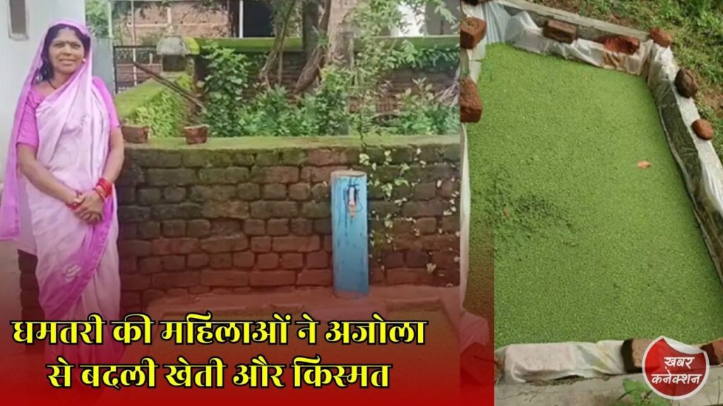 CG News: धमतरी की स्व सहायता समूह की महिलाओं ने अजोला उत्पादन से पेश की आत्मनिर्भरता की मिसाल