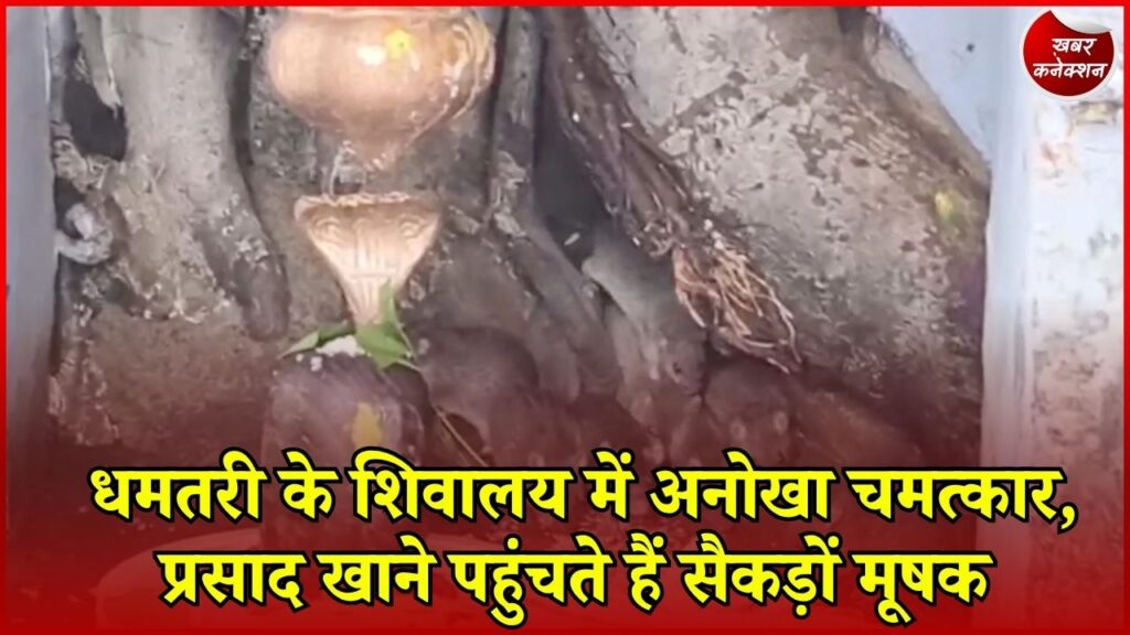 CG News: शिवलिंग के पास रोज जुटते हैं सैकड़ों मूषक, धमतरी के इस शिवालय की कहानी है अनोखी