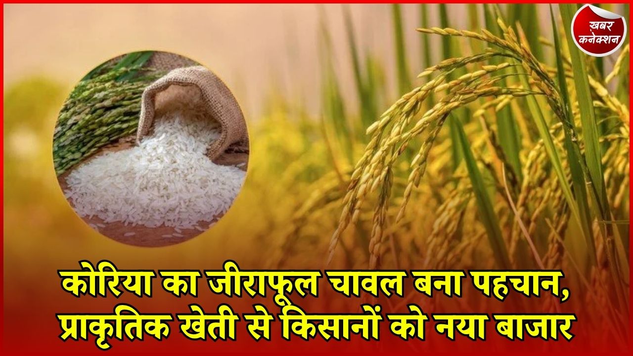 CG News: कोरिया के जीराफूल चावल को नई पहचान, प्राकृतिक खेती और FPO से बढ़ी बाजार तक पहुंच