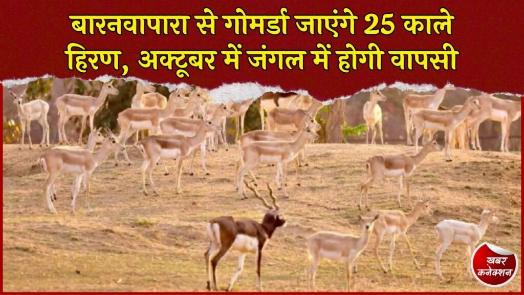 CG News: छत्तीसगढ़ में बढ़ा काले हिरणों का कुनबा, 25 हिरण गोमर्डा अभयारण्य में किए जाएंगे शिफ्ट