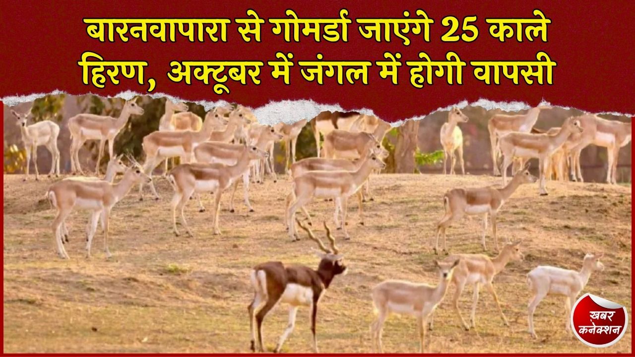 CG News: छत्तीसगढ़ में बढ़ा काले हिरणों का कुनबा, 25 हिरण गोमर्डा अभयारण्य में किए जाएंगे शिफ्ट