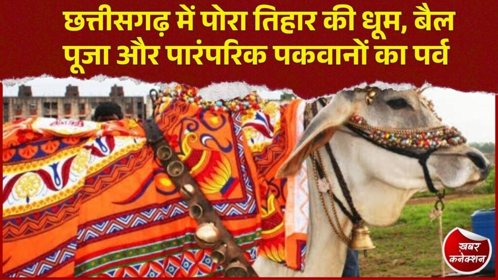 CG News: छत्तीसगढ़ में धूमधाम से मनाया जा रहा पोरा तिहार, जानिए खेती-किसानी और पशुधन से जुड़े इस पर्व की खासियत