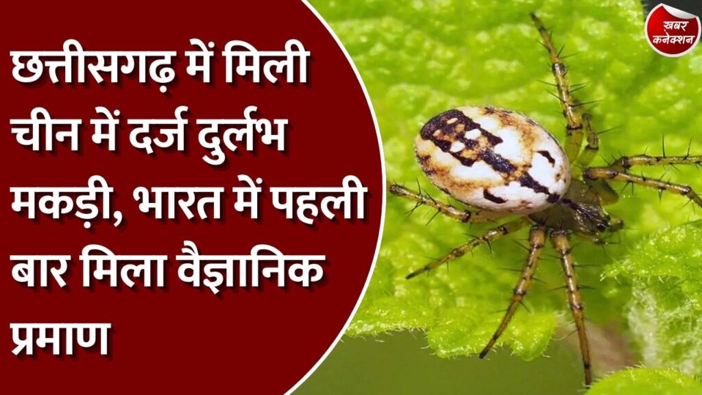 CG News: गरियाबंद में मिली दुर्लभ ‘मंगोरा बाई’ मकड़ी, भारत में पहली बार दर्ज हुई मौजूदगी