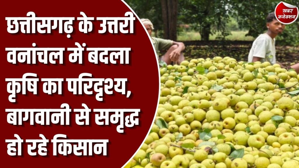 Success Story: धान की जगह नाशपाती, सेब और काजू की खेती से बंपर मुनाफा, दिल्ली-यूपी तक पहुँचे जशपुर के फल
