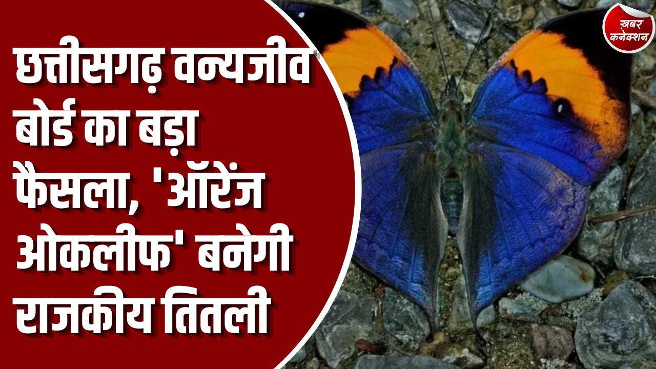 CG News: वन मंत्री केदार कश्यप की अध्यक्षता में बैठक, काले हिरणों के स्थानांतरण और आधुनिक बचाव केंद्र को मंजूरी